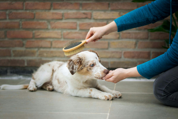 Grooming
