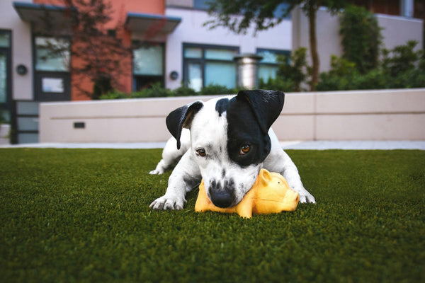 Toys & Play