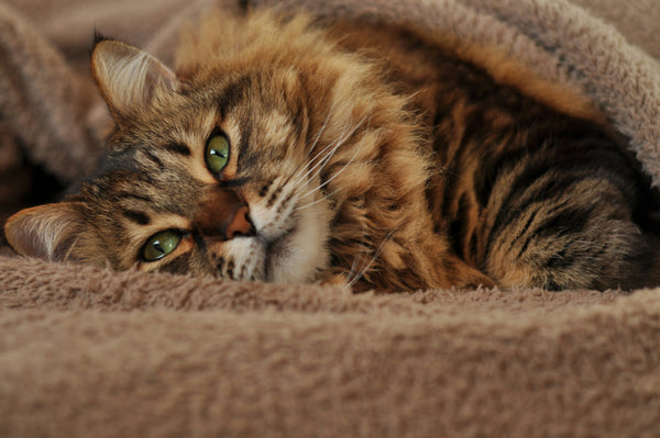 Cats